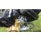 Парамотор Polini Thor 200 Walbro Flash ST, купить, цена, отзывы, технические характеристики, фото, безопасность